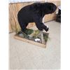 Image 9 : Black Bear Full Body Taxidermy Mount