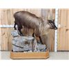 Image 1 : Himalayan Tahr Full Body Taxidermy Mount