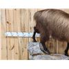 Image 2 : Himalayan Tahr Full Body Taxidermy Mount
