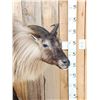 Image 3 : Himalayan Tahr Full Body Taxidermy Mount