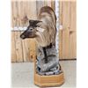 Image 4 : Himalayan Tahr Full Body Taxidermy Mount