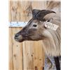 Image 5 : Himalayan Tahr Full Body Taxidermy Mount