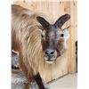 Image 6 : Himalayan Tahr Full Body Taxidermy Mount