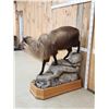 Image 7 : Himalayan Tahr Full Body Taxidermy Mount