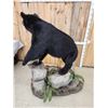 Image 11 : Nice Black Bear Full Body Taxidermy Mount