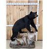 Image 1 : Nice Black Bear Full Body Taxidermy Mount