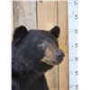 Image 2 : Nice Black Bear Full Body Taxidermy Mount