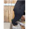 Image 3 : Nice Black Bear Full Body Taxidermy Mount
