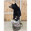 Image 4 : Nice Black Bear Full Body Taxidermy Mount