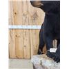 Image 5 : Nice Black Bear Full Body Taxidermy Mount