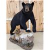 Image 6 : Nice Black Bear Full Body Taxidermy Mount
