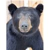 Image 7 : Nice Black Bear Full Body Taxidermy Mount