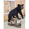 Image 8 : Nice Black Bear Full Body Taxidermy Mount