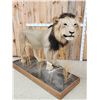 Image 10 : IOWA RESIDENTS ONLY Big Black Mane African Lion Full Body Taxidermy Mount