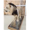 Image 11 : IOWA RESIDENTS ONLY Big Black Mane African Lion Full Body Taxidermy Mount