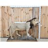 Image 1 : IOWA RESIDENTS ONLY Big Black Mane African Lion Full Body Taxidermy Mount