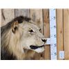 Image 2 : IOWA RESIDENTS ONLY Big Black Mane African Lion Full Body Taxidermy Mount