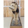 Image 4 : IOWA RESIDENTS ONLY Big Black Mane African Lion Full Body Taxidermy Mount