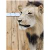Image 5 : IOWA RESIDENTS ONLY Big Black Mane African Lion Full Body Taxidermy Mount