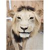 Image 6 : IOWA RESIDENTS ONLY Big Black Mane African Lion Full Body Taxidermy Mount