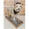 Image 9 : IOWA RESIDENTS ONLY Big Black Mane African Lion Full Body Taxidermy Mount