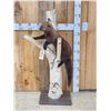 Image 1 : Fisher Cat In A Tree Full Body Taxidermy Mount