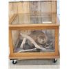 Image 1 : Beaver Full Body Taxidermy Mount In Ent Table Class Case