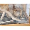 Image 2 : Beaver Full Body Taxidermy Mount In Ent Table Class Case