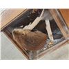 Image 3 : Beaver Full Body Taxidermy Mount In Ent Table Class Case
