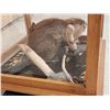 Image 4 : Beaver Full Body Taxidermy Mount In Ent Table Class Case