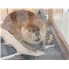 Image 5 : Beaver Full Body Taxidermy Mount In Ent Table Class Case