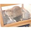 Image 6 : Beaver Full Body Taxidermy Mount In Ent Table Class Case