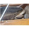 Image 6 : 39" Steelhead Fish Taxidermy