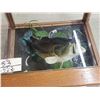 Image 4 : BIG Jumping Largemouth Bass Real Skin Fish Taxidermy
