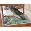 Image 7 : BIG Jumping Largemouth Bass Real Skin Fish Taxidermy