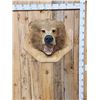 Image 1 : Big Alaskan Brown Bear Wall Pedestal Taxidermy Mount