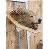 Image 2 : Big Alaskan Brown Bear Wall Pedestal Taxidermy Mount