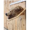 Image 3 : Big Alaskan Brown Bear Wall Pedestal Taxidermy Mount