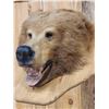 Image 4 : Big Alaskan Brown Bear Wall Pedestal Taxidermy Mount