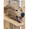 Image 5 : Big Alaskan Brown Bear Wall Pedestal Taxidermy Mount