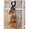 Image 1 : African Red Hartebeest Wall Pedestal Taxidermy Mount