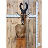 Image 2 : African Red Hartebeest Wall Pedestal Taxidermy Mount
