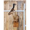 Image 5 : African Red Hartebeest Wall Pedestal Taxidermy Mount