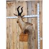 Image 6 : African Red Hartebeest Wall Pedestal Taxidermy Mount