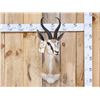 Image 1 : African Springbok Shoulder Mount Taxidermy