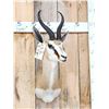 Image 2 : African Springbok Shoulder Mount Taxidermy