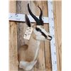 Image 3 : African Springbok Shoulder Mount Taxidermy