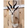 Image 4 : African Springbok Shoulder Mount Taxidermy