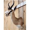 Image 5 : African Springbok Shoulder Mount Taxidermy