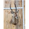 Image 1 : African Waterbuck Shoulder Mount Taxidermy